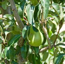 Attēlu rezultāti vaicājumam “Pyrus communis fruit”