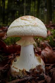 Attēlu rezultāti vaicājumam “Amanita citrina”