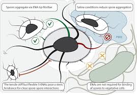 Attēlu rezultāti vaicājumam “Enteridium variabile spores”