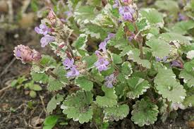 Image result for Glechoma hederacea