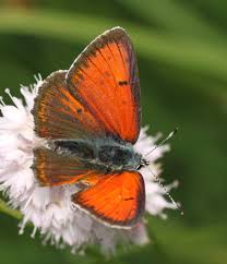Attēlu rezultāti vaicājumam “Lycaena hippothoe”