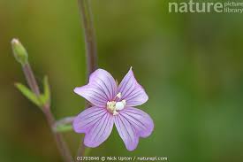 Attēlu rezultāti vaicājumam “Epilobium palustre”