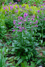 Attēlu rezultāti vaicājumam “Stachys officinalis”
