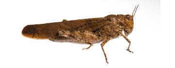 Attēlu rezultāti vaicājumam “Orthoptera”