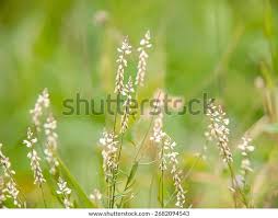 Attēlu rezultāti vaicājumam “Poa pratensis flower”