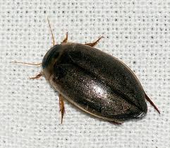 Attēlu rezultāti vaicājumam “Rhantus frontalis”