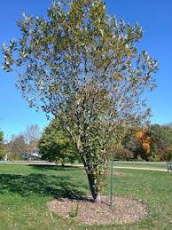 Attēlu rezultāti vaicājumam “Salix daphnoides subsp. acutifolia bud”