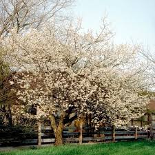 Attēlu rezultāti vaicājumam “Prunus (plum-tree)”