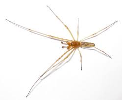 Attēlu rezultāti vaicājumam “Tetragnatha extensa”