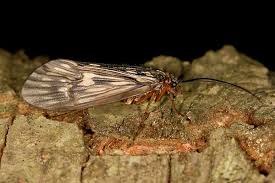 Attēlu rezultāti vaicājumam “Potamophylax”