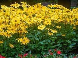 Image result for Rudbeckia Paradisio