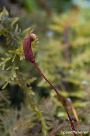 Attēlu rezultāti vaicājumam “Thuidium delicatulum sporophyte”