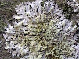 Attēlu rezultāti vaicājumam “Phaeophyscia orbicularis”