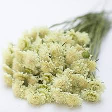 Image result for Scabiosa ochroleuca