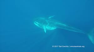 Image result for Balaenoptera omurai
