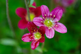 Attēlu rezultāti vaicājumam “Saxifraga cymbalaria flower”