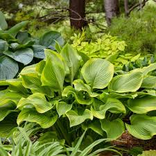 Attēlu rezultāti vaicājumam “Hosta sp.”