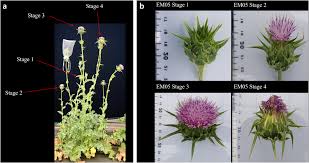 Image result for Silybum marianum