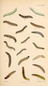 Attēlu rezultāti vaicājumam “Hadena rivularis”