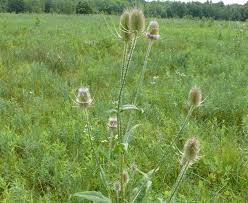 Image result for Dipsacus silvestris