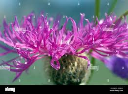 Image result for Centaurea pseudophrygia