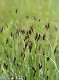 Attēlu rezultāti vaicājumam “Schoenus ferrugineus fruit”