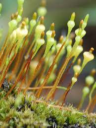 Attēlu rezultāti vaicājumam “Splachnum ampullaceum”