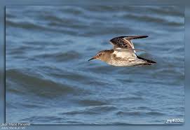 Attēlu rezultāti vaicājumam “Calidris maritima adult”
