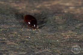 Attēlu rezultāti vaicājumam “Scaphisoma sp.”