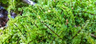 Attēlu rezultāti vaicājumam “Pseudobryum cinclidioides”