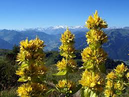 Image result for Enzian