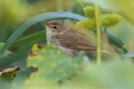 Attēlu rezultāti vaicājumam “Hippolais caligata adult”