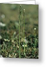 Attēlu rezultāti vaicājumam “Arabis hirsuta flower”