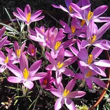 Attēlu rezultāti vaicājumam “Crocus tommasinianus flower”