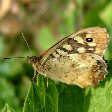 Attēlu rezultāti vaicājumam “Pararge aegeria underside”