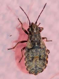 Attēlu rezultāti vaicājumam “Nithecus jacobaeae”