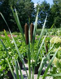 Image result for Rohrkolben