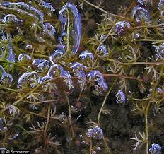 Attēlu rezultāti vaicājumam “Utricularia intermedia bud”