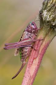 Attēlu rezultāti vaicājumam “Decticus verrucivorus”