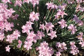 Image result for Dianthus