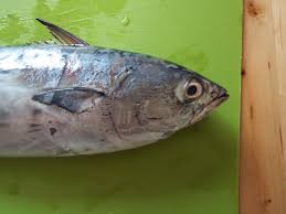 Image result for Euthynnus alletteratus