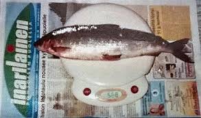 Image result for Coregonus albula