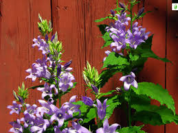 Attēlu rezultāti vaicājumam “Campanula latifolia fruit”