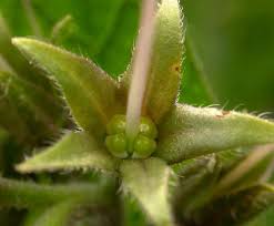 Image result for Symphytum officinale