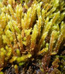 Attēlu rezultāti vaicājumam “Platygyrium repens”