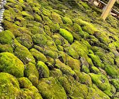 Attēlu rezultāti vaicājumam “Bryum caespiticium”