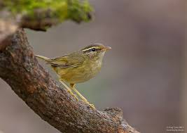 Image result for Phylloscopus schwarzi