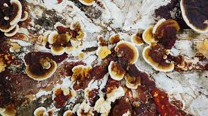 Attēlu rezultāti vaicājumam “Plicaturopsis crispa”