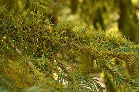 Attēlu rezultāti vaicājumam “Antitrichia curtipendula”