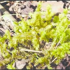 Attēlu rezultāti vaicājumam “Campylophyllum sommerfeltii”